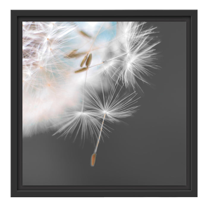 hübsche Pusteblume Schattenfugenrahmen Quadratisch 40x40