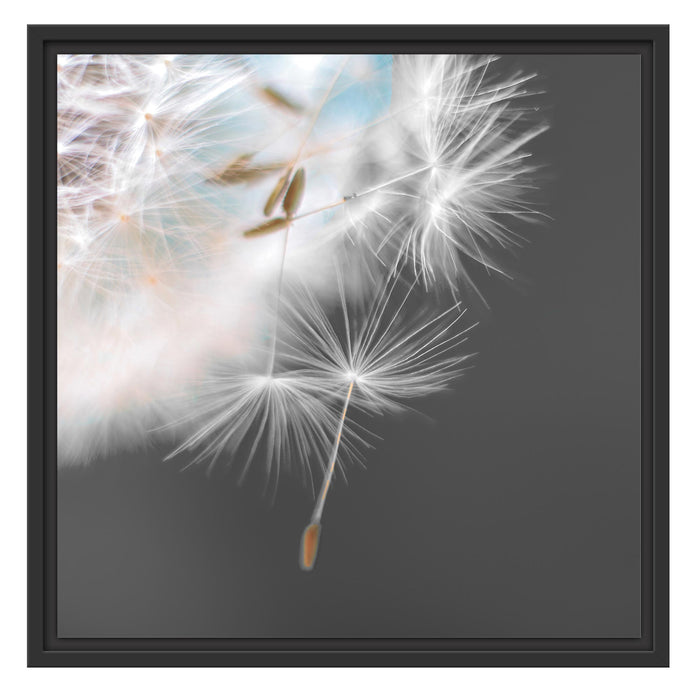 hübsche Pusteblume Schattenfugenrahmen Quadratisch 55x55