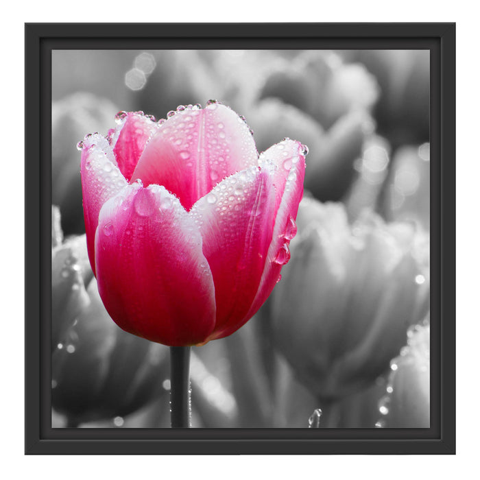 Tulpen im Morgentau Schattenfugenrahmen Quadratisch 40x40