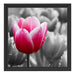 Tulpen im Morgentau Schattenfugenrahmen Quadratisch 40x40