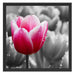 Tulpen im Morgentau Schattenfugenrahmen Quadratisch 55x55