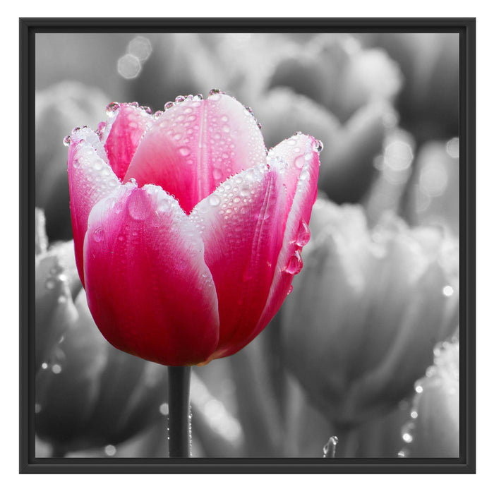 Tulpen im Morgentau Schattenfugenrahmen Quadratisch 70x70