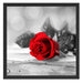 Rote Rose auf Holztisch Schattenfugenrahmen Quadratisch 55x55