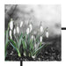 Frühlings Schneeglöckchen Schattenfugenrahmen Quadratisch 70x70