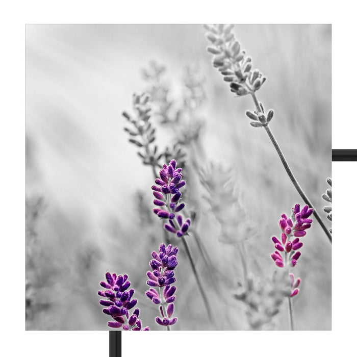 schöner Lavendel Schattenfugenrahmen Quadratisch 70x70