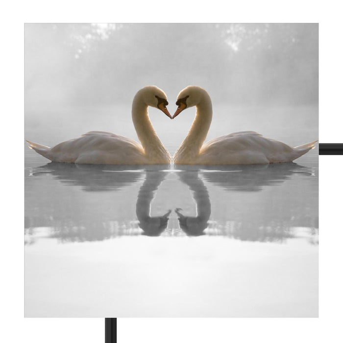 verliebte Schwäne auf See Schattenfugenrahmen Quadratisch 70x70