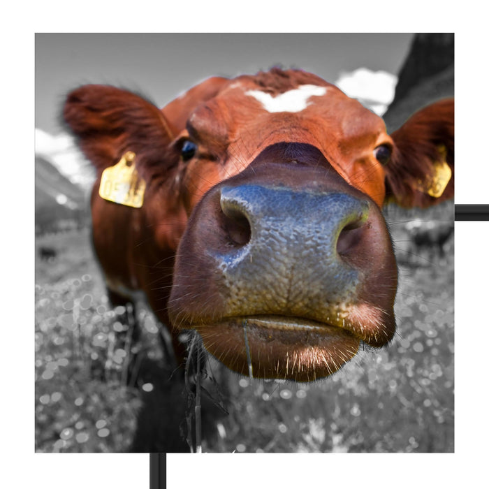 ausgewachsene Kuh auf Bergwiese Schattenfugenrahmen Quadratisch 70x70