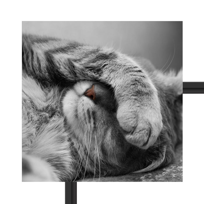 niedliche Katze beim schlafen Schattenfugenrahmen Quadratisch 40x40