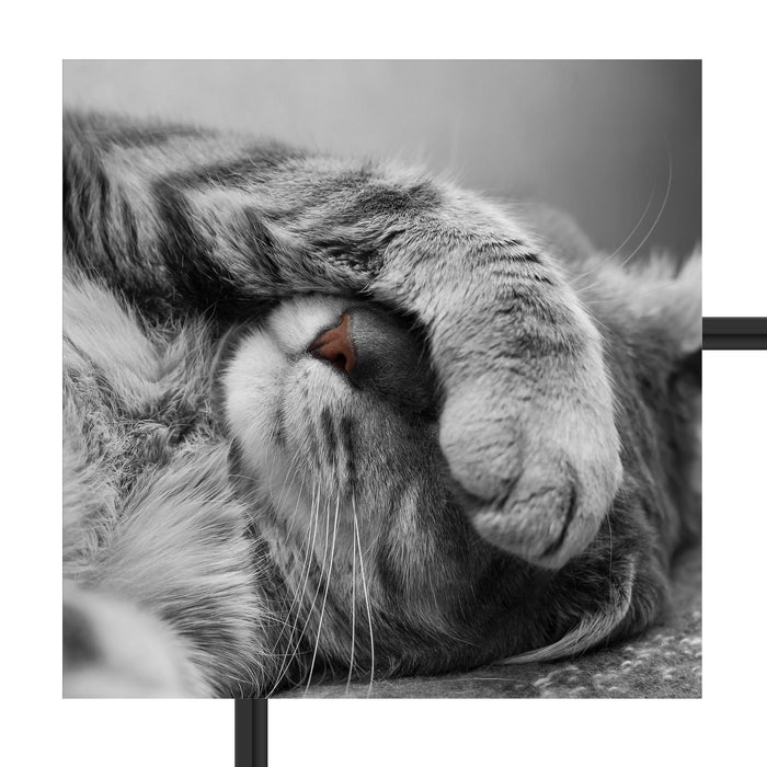 niedliche Katze beim schlafen Schattenfugenrahmen Quadratisch 55x55