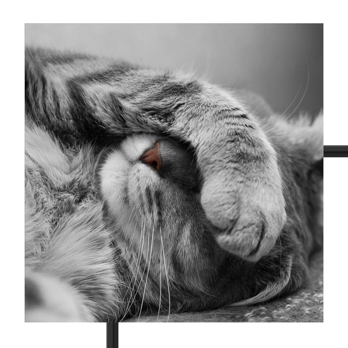 niedliche Katze beim schlafen Schattenfugenrahmen Quadratisch 70x70