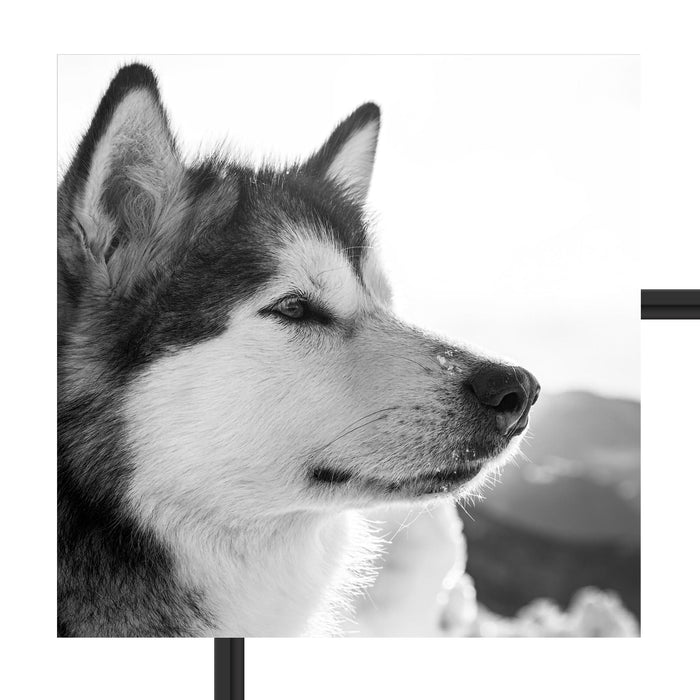 wunderschöner Husky im Schnee Schattenfugenrahmen Quadratisch 55x55