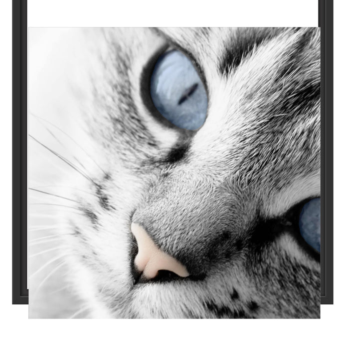 schöne Katzenaugen Schattenfugenrahmen Quadratisch 55x55