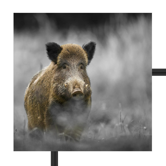 einsames Wildschwein im Wald Schattenfugenrahmen Quadratisch 55x55