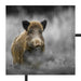 einsames Wildschwein im Wald Schattenfugenrahmen Quadratisch 70x70