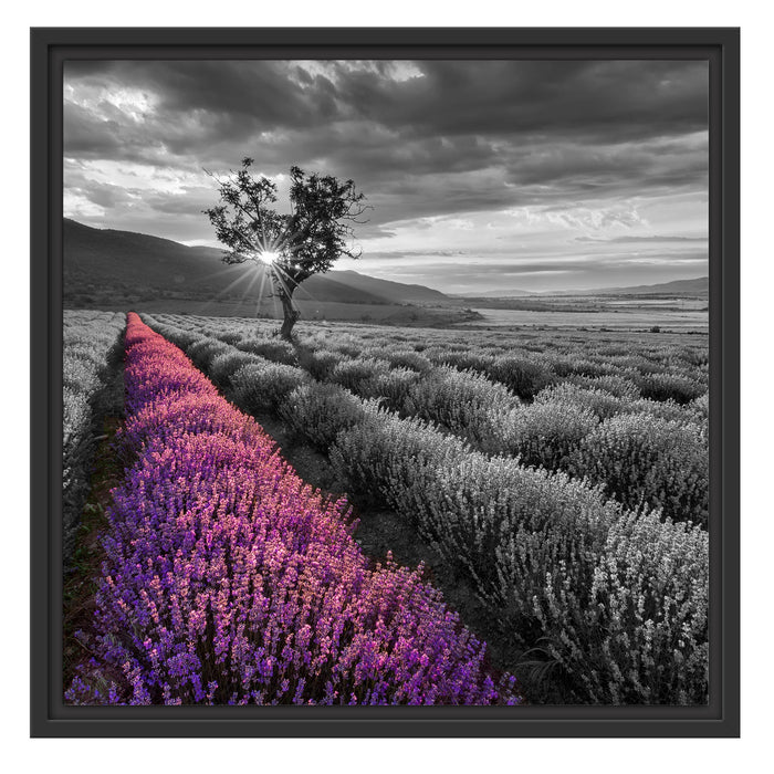 Lavendelfeld mit Baum Schattenfugenrahmen Quadratisch 55x55