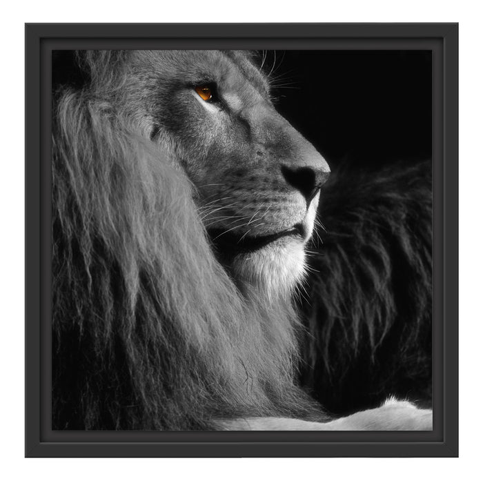 wunderschöner stolzer Löwe Schattenfugenrahmen Quadratisch 40x40
