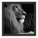 wunderschöner stolzer Löwe Schattenfugenrahmen Quadratisch 40x40