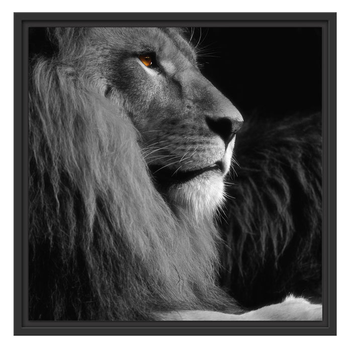 wunderschöner stolzer Löwe Schattenfugenrahmen Quadratisch 55x55