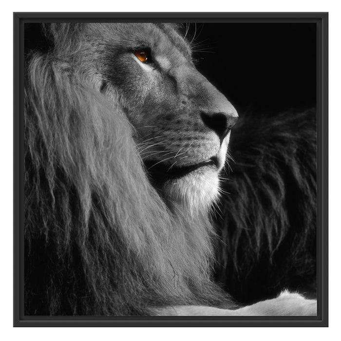 wunderschöner stolzer Löwe Schattenfugenrahmen Quadratisch 70x70