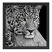 ruhender Leopard Schattenfugenrahmen Quadratisch 40x40