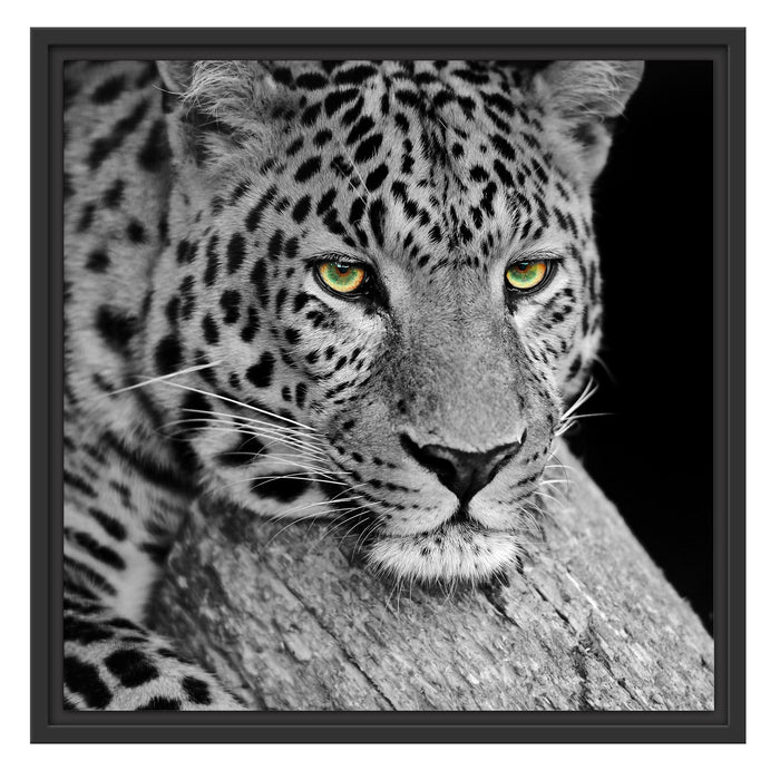 ruhender Leopard Schattenfugenrahmen Quadratisch 55x55