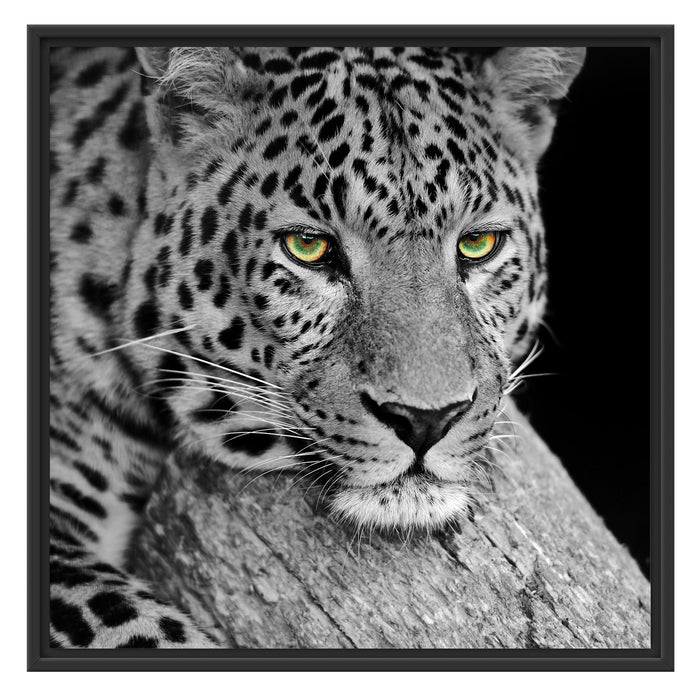 ruhender Leopard Schattenfugenrahmen Quadratisch 70x70