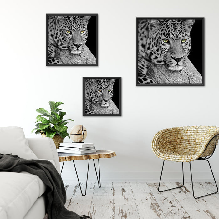 ruhender Leopard Quadratisch Schattenfugenrahmen Wohnzimmer