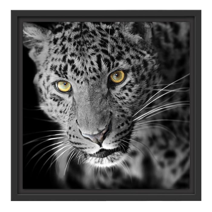 prächtig anmutiger Leopard Schattenfugenrahmen Quadratisch 40x40