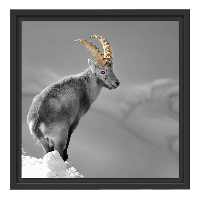 schöner Steinbock im Schnee Schattenfugenrahmen Quadratisch 40x40