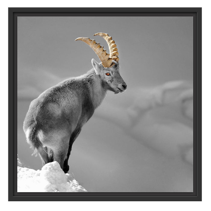 schöner Steinbock im Schnee Schattenfugenrahmen Quadratisch 55x55