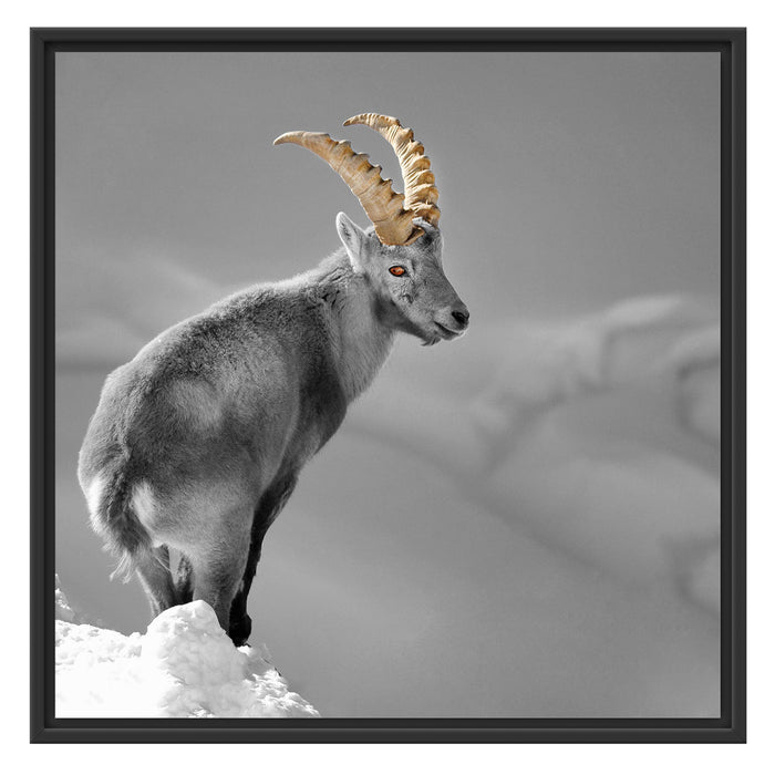 schöner Steinbock im Schnee Schattenfugenrahmen Quadratisch 70x70