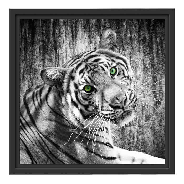 schöner neugieriger Tiger Schattenfugenrahmen Quadratisch 40x40