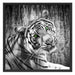 schöner neugieriger Tiger Schattenfugenrahmen Quadratisch 70x70