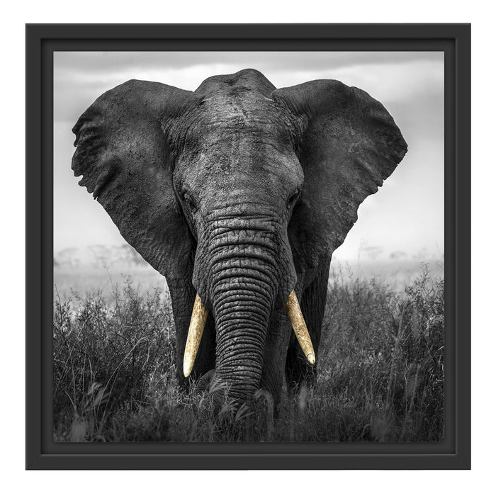 prachtvoller Elefant Schattenfugenrahmen Quadratisch 40x40