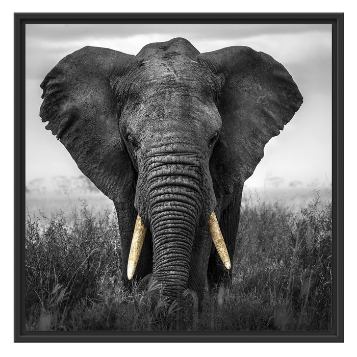 prachtvoller Elefant Schattenfugenrahmen Quadratisch 70x70