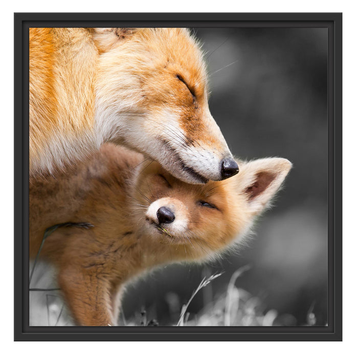 süße kuschelnden Füchse Schattenfugenrahmen Quadratisch 55x55