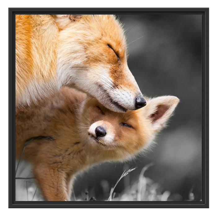 süße kuschelnden Füchse Schattenfugenrahmen Quadratisch 70x70