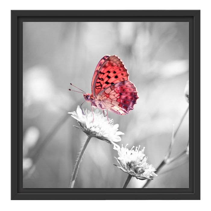Schmetterling auf Blüte Schattenfugenrahmen Quadratisch 40x40