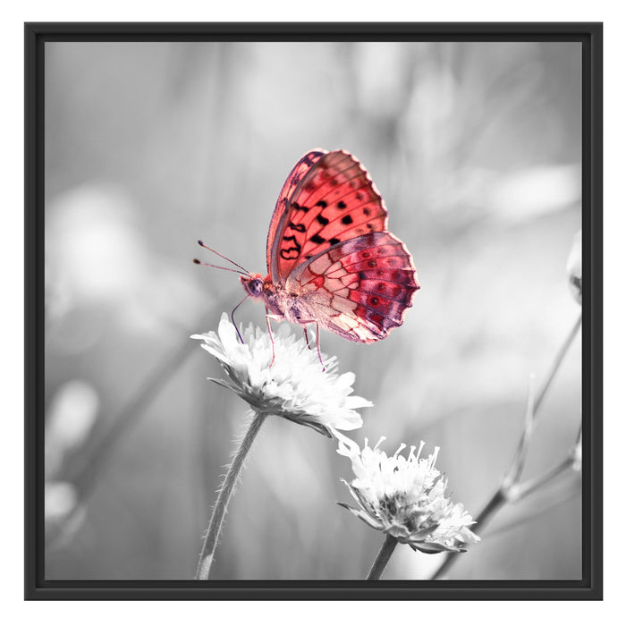 Schmetterling auf Blüte Schattenfugenrahmen Quadratisch 70x70