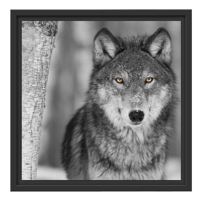 wunderschöner wachsamer Wolf Schattenfugenrahmen Quadratisch 40x40