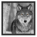 wunderschöner wachsamer Wolf Schattenfugenrahmen Quadratisch 55x55