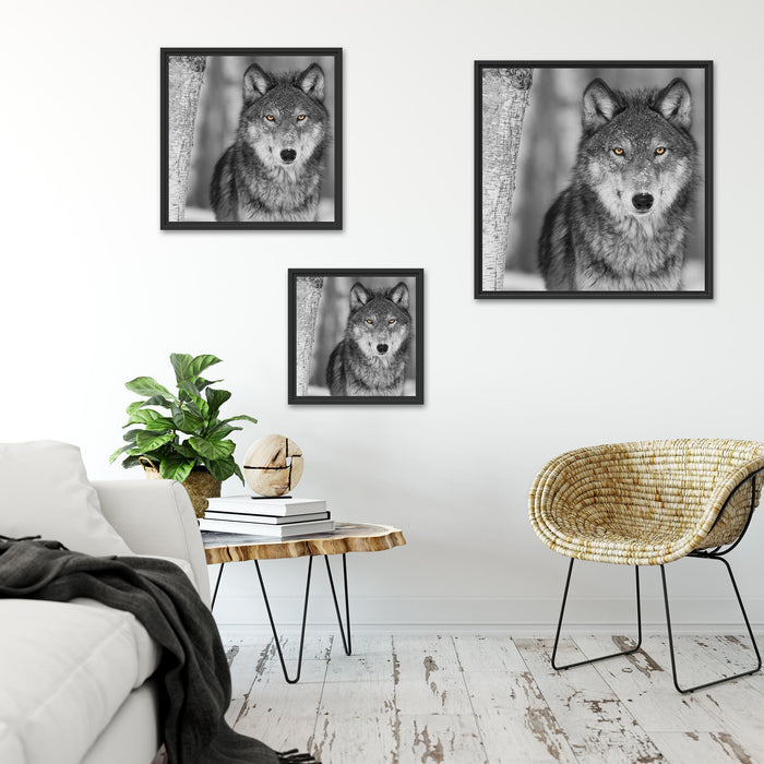 wunderschöner wachsamer Wolf Quadratisch Schattenfugenrahmen Wohnzimmer