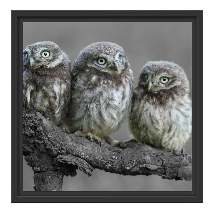 Eulen auf Ast Schattenfugenrahmen Quadratisch 40x40