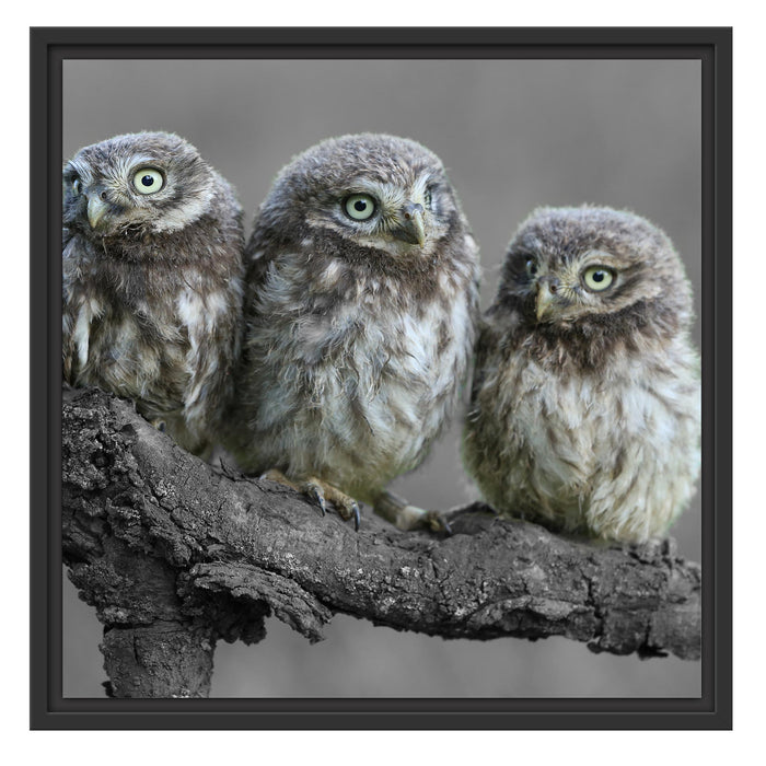 Eulen auf Ast Schattenfugenrahmen Quadratisch 55x55