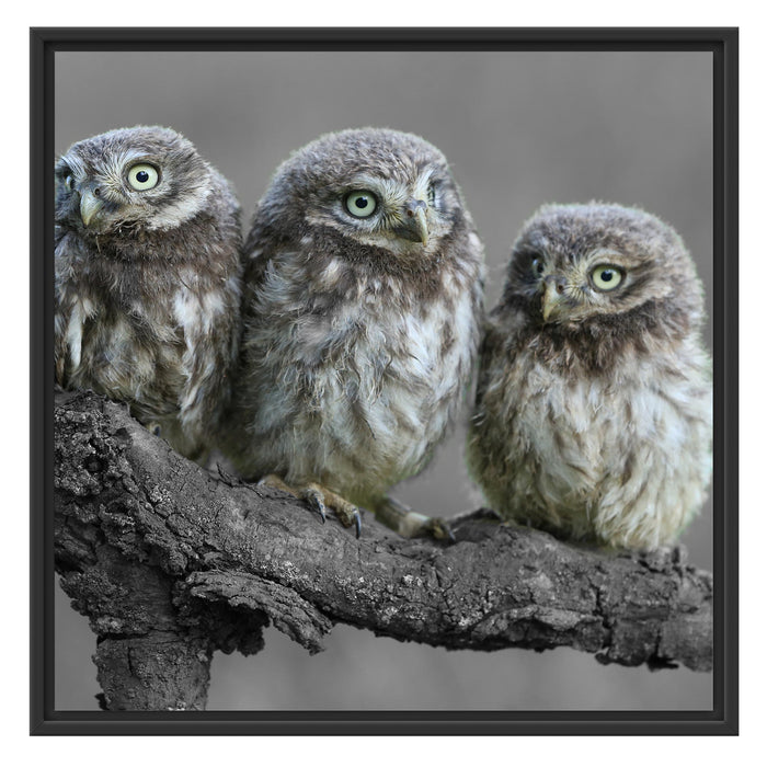 Eulen auf Ast Schattenfugenrahmen Quadratisch 70x70