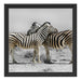 Zebras in der Savanne Schattenfugenrahmen Quadratisch 40x40