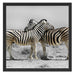 Zebras in der Savanne Schattenfugenrahmen Quadratisch 55x55