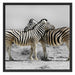 Zebras in der Savanne Schattenfugenrahmen Quadratisch 70x70