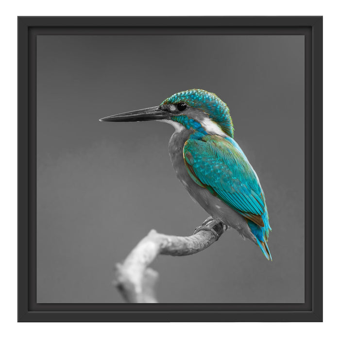 wunderschöner Eisvogel auf Ast Schattenfugenrahmen Quadratisch 40x40