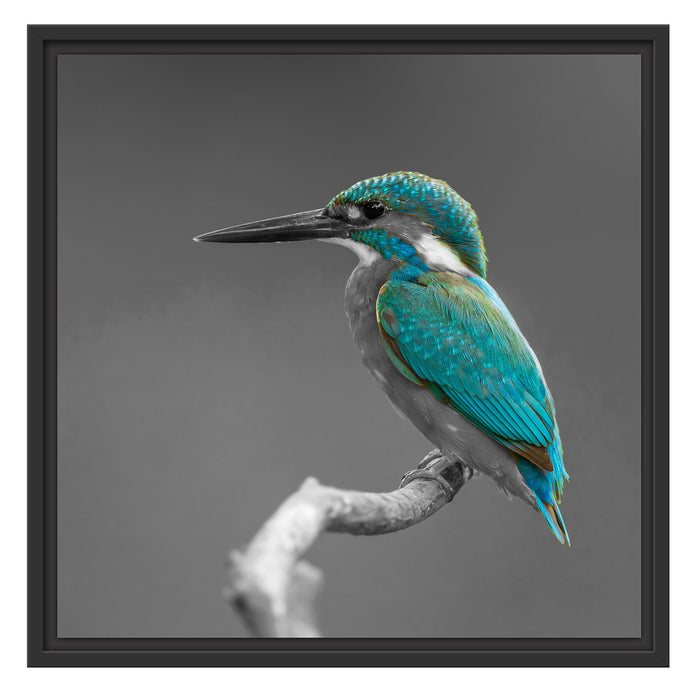 wunderschöner Eisvogel auf Ast Schattenfugenrahmen Quadratisch 55x55